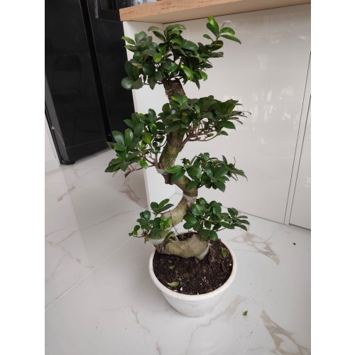 Bonsai Ficus